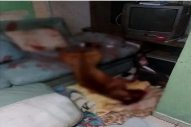 Pit bull foi morto na sala da casa ao atacar tutor (Foto: Record TV/Reprodução)