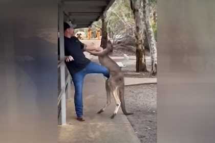 Turista briga com canguru em parque na Austrália (Foto: Redes sociais/Reprodução)
