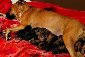 Cadela deu à luz 22 filhotes (Foto: Facebook/Reprodução)