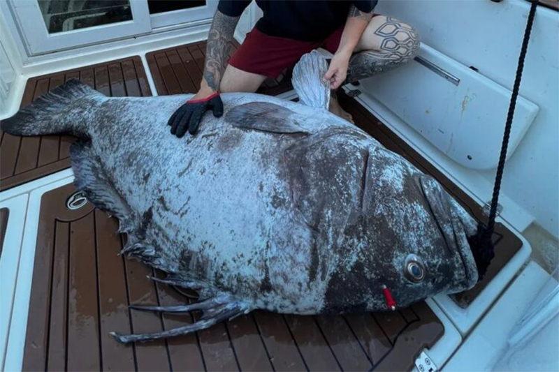 Cherne gigante: carne foi doada por pescadores (Foto: Acervo pessoal/Divulgação)
