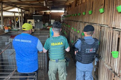 Agentes do Ibama e da Polícia Militar desmontaram rinha; galos eram mantidos em gaiolas (Foto: Ibama/Divulgação)