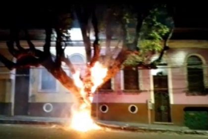 Árvore é consumida pelo fogo em Manaus (Reprodução)
