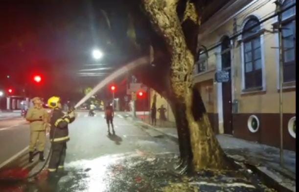 Bombeiros resfriam árvore que pegou fogo na Rua Ferreira Pena (Foto: Reprodução)