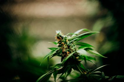 Flor de Maconha Cannabis