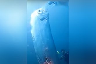 Peixe do juízo final é muito raro e vive nas profundezas dos oceanos (Foto: YouTube/Reprodução)