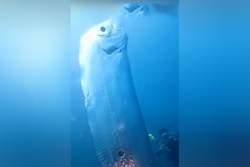 Peixe do juízo final é muito raro e vive nas profundezas dos oceanos (Foto: YouTube/Reprodução)