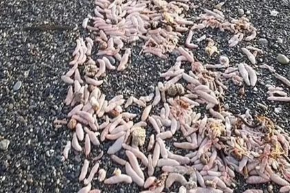 Peixe-pênis lotam praia na Argentina (Foto: Redes sociais/Reprodução)