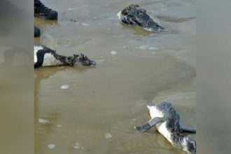 Pinguins foram encontrados mortos em praia no Uruguai (Foto: Redes sociais/Reprodução)