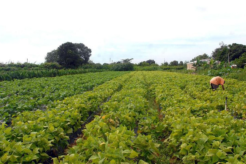 Pequenos produtores rurais terão incentivo para ampliar e melhorar a produção (Foto: Elza Fiúza/ABr)