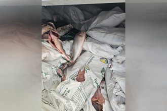 Dono do pescado não com provou origem da carga, segundo a PF (Foto: PF/Divulgação)