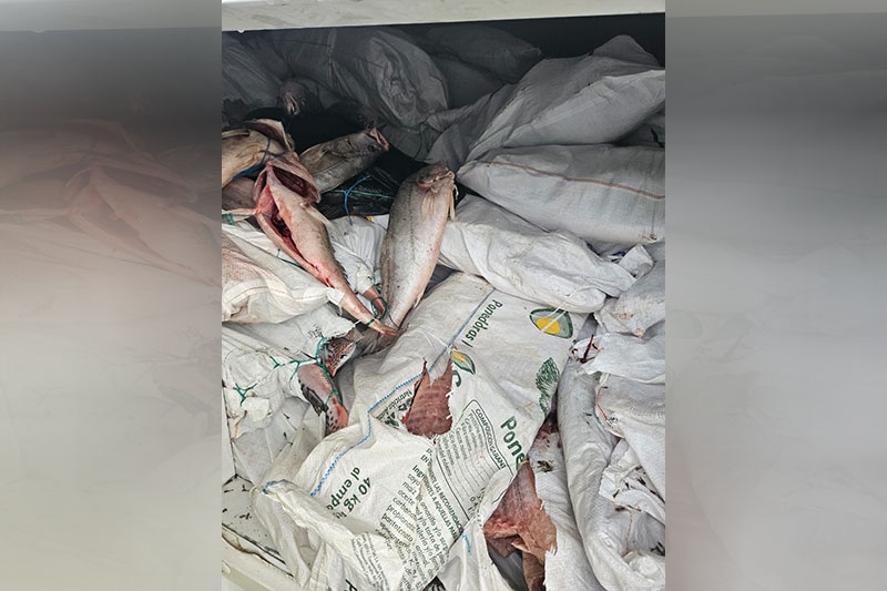 Dono do pescado não com provou origem da carga, segundo a PF (Foto: PF/Divulgação)