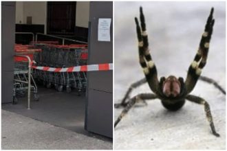 Supermercado foi evacuado e fechado após aranha ser vista entre gôndolas (Foto: Redes sociais/Reprodução)