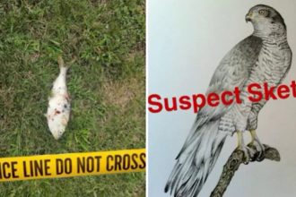 Polícia de Nova Jersey fez brincadeira em postagem no Facebook com retrato falado do suspeito (Foto: Facebook/Reprodução)