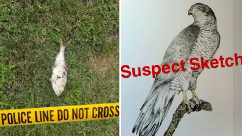 Polícia de Nova Jersey fez brincadeira em postagem no Facebook com retrato falado do suspeito (Foto: Facebook/Reprodução)