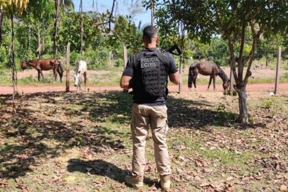 Cavalos foram encontrados desnutridos (Foto: PC-AM/Divulgação)