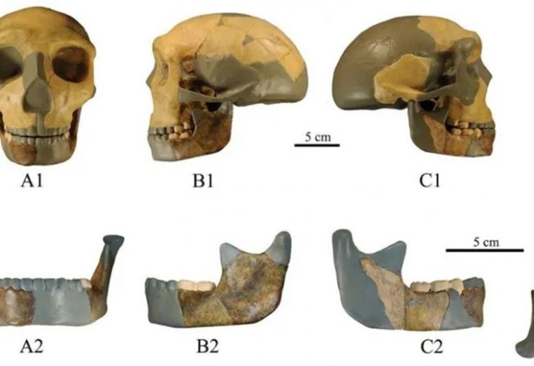 Crânio não tem referência a espécies já identificadas pelos cientistas (Foto: Divulgação)