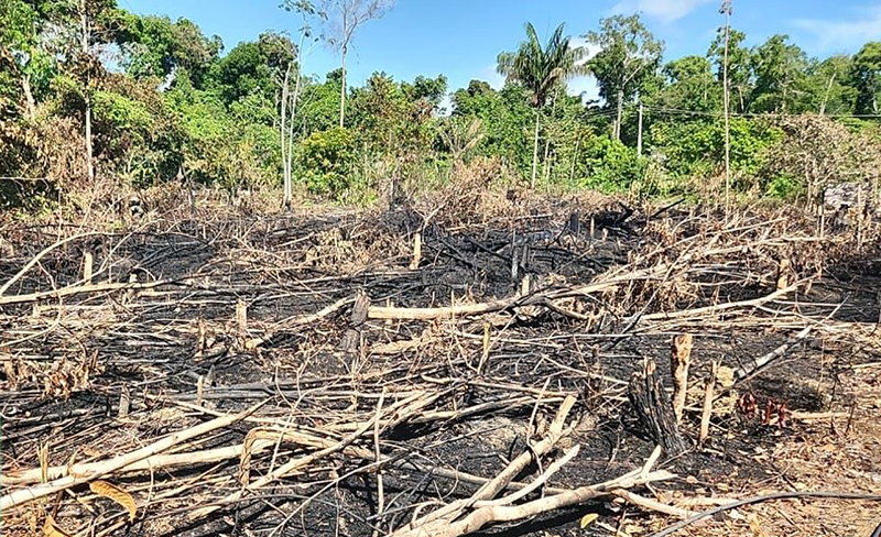 Árvores foram derrubadas e vegetação do terreno foi queimada às margens do Rio Negro (Foto: Dema/Divulgação)