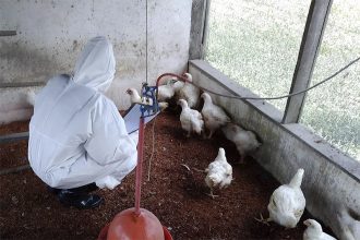 Técnico em saúde sanitária inspeciona galinhas: prevenção contra a gripe aviária (Foto: Adaf/Divulgação)