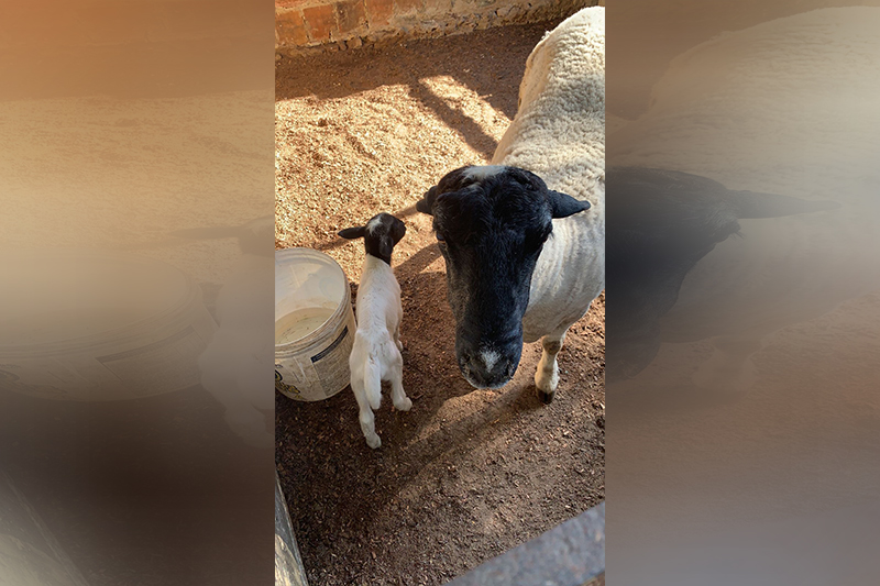 O filhote fêmea com a mãe da raça Dorper: ovelha rara foi furtada (Foto:Divulgação)