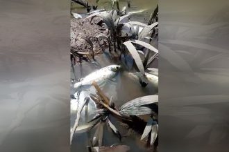 Peixes mortos em igarapé em Iranduba: falta de oxigênio (Foto: Redes sociais/Reprodução)