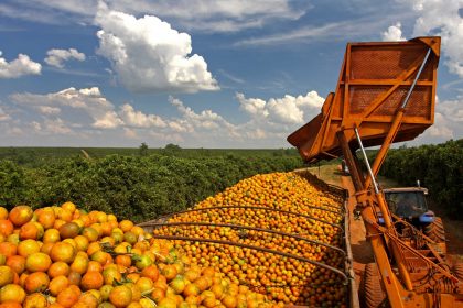 Plantação de laranja (Foto Citrus Divulgação)