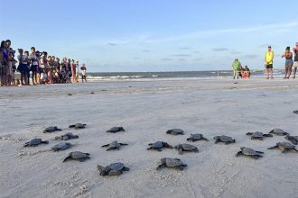 Projeto de preservação de tartaruga marinha em Soure: cidade está em acordo sobre crédito de carbono (Foto: Prefeitura de Soure/Facebook)