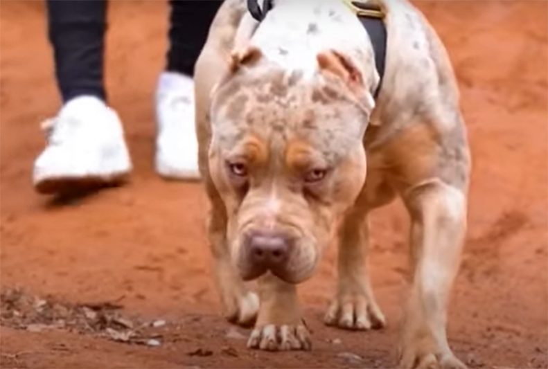 Cães American XL Bully serão banidos do Reino Unido (Imagem: YouTube/Reprodução)