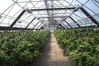 Maconha era cultivada em estufa para uso medicinal (Imagem: YouTube/ Growlab)