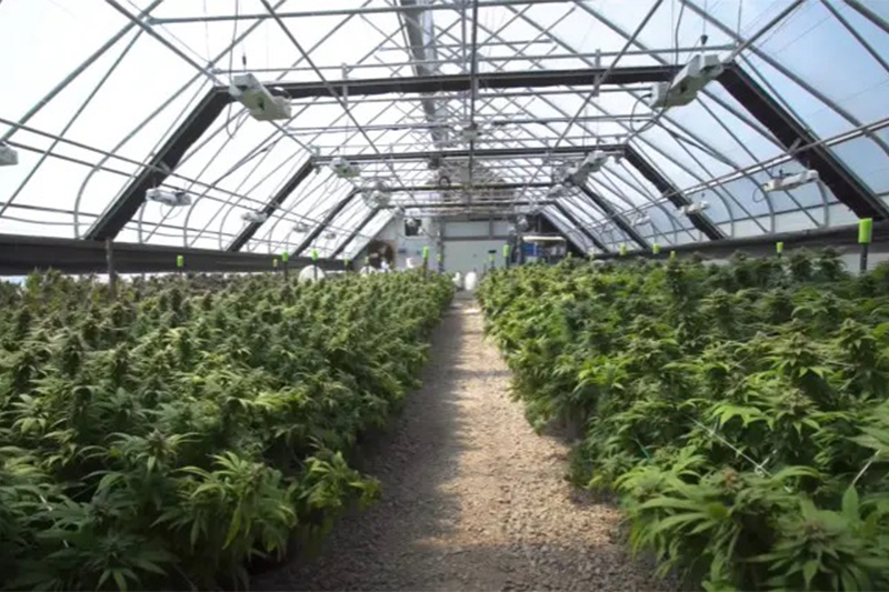 Maconha era cultivada em estufa para uso medicinal (Imagem: YouTube/ Growlab)