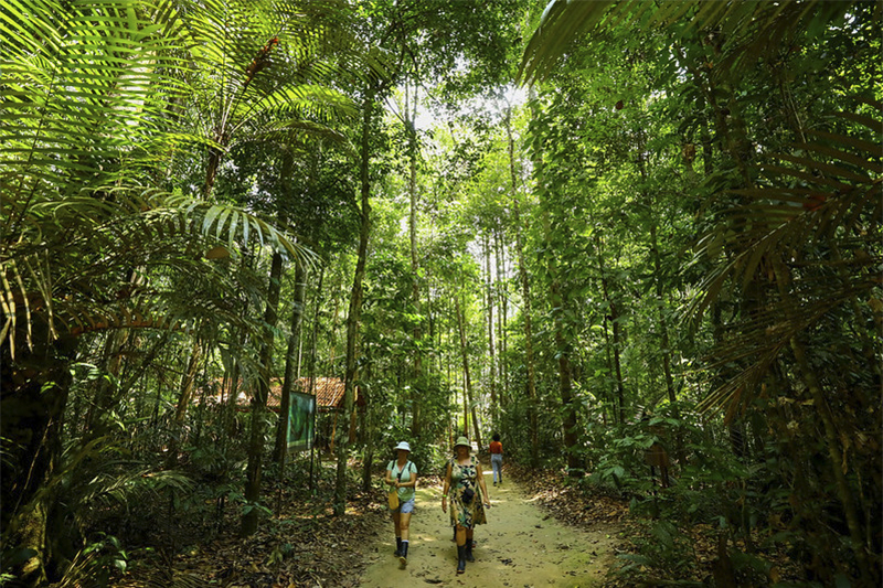 Floresta no Musa Museu da Amazônia, em Manaus Foto: Arthur Castro/Secom)