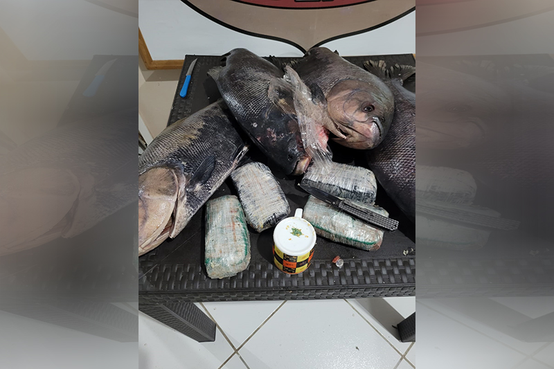 Cocaína estava dentro de peixes da espécie tambaqui (Foto: PF/Divulgação)