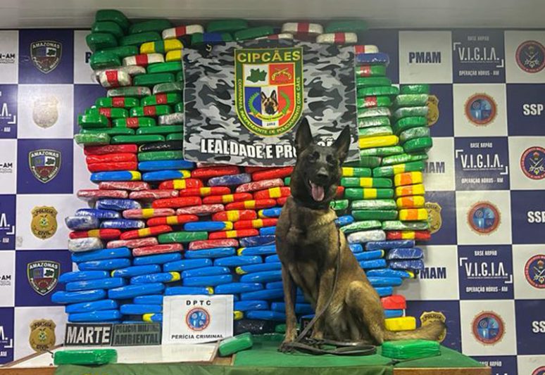 Cadela Havana farejou a droga, que estava escondida em forro de embarcação (Foto: SSP-AM)