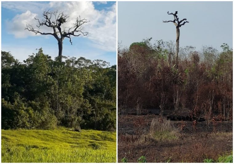 Castanheira antes e depois de queimada no Careiro, na BR-319: destruição (Foto: AM ATUAL)