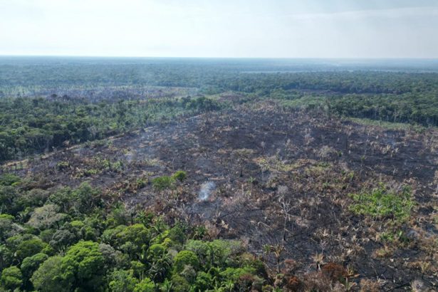 Nos últimos sete anos, segundo o MapBiomas Alerta, o Brasil perdeu mais de 10,9 milhões de hectares de vegetação nativa (Foto: SSP-AM/Divulgação)