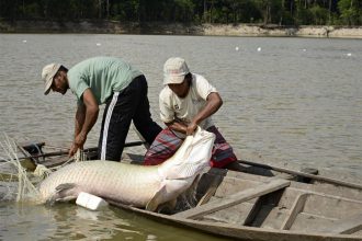 Seca dos rios dificulta pesca do pirarucu, alega entidade de pescadores (Foto: Adriano Gambarini/Coletivo Pirarucu)
