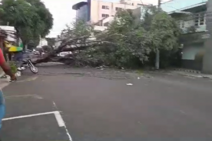 Árvore caiu na Avenida Joaquim Nabuco e atravessou a pista (Foto: Reprodução/Redes Sociais)