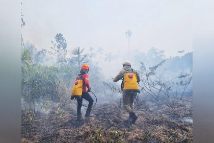 Incêndio florestal em Apuí: destruição da mata nativa (Foto: CBMAM/Divulgação)