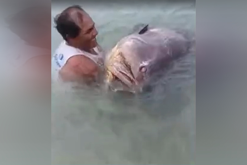 Peixe mero foi encontrado morto. Pescadores deduzem que ele ficou encalhado na areia (Imagem: Redes sociais/Reprodução)