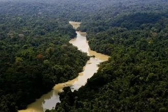 Reserva Florestal Jamanxim (Foto: Leonardo Milano/ICMBio)