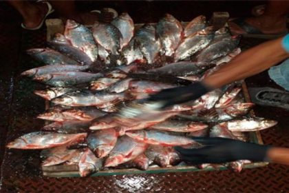 O jaraqui é responsável por 93% das capturas pesqueiras na Amazônia central (Foto: Divulgação/Idam)