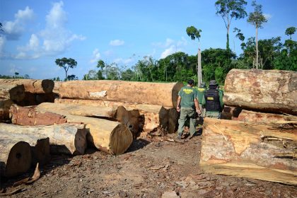 Apreensão de madeira pelo Ibama: maior fiscalização e rigor nas normas reduziu retirada ilegal (Foto: Imazon/Divulgação)