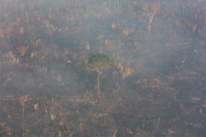 Área desmatada e queimada na Amazônia: Inpe registra queda nos focos de incêndio na Amazônia (Foto: Marizilda Cruppe/Greenpeace Brasil)