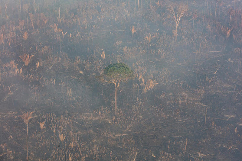 Área desmatada e queimada na Amazônia: Inpe registra queda nos focos de incêndio na Amazônia (Foto: Marizilda Cruppe/Greenpeace Brasil)