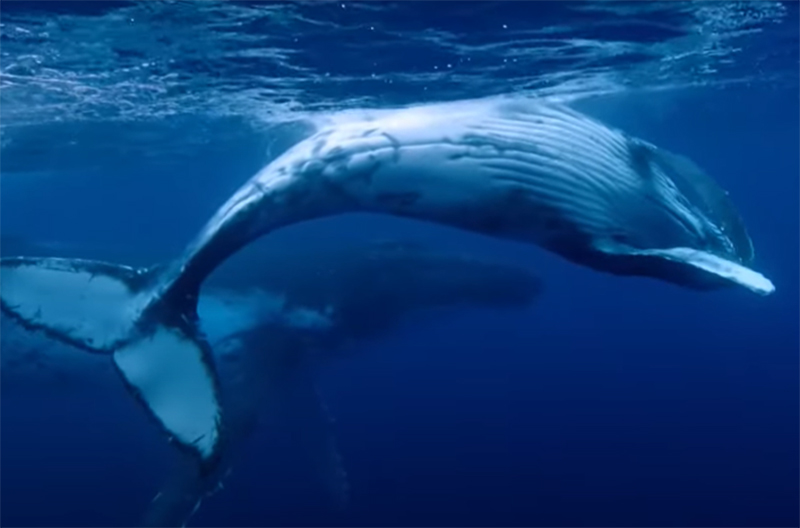 Suspeita de importunação a baleia levou PF a intimar Bolsonaro (Imagem: YouTube/Reprodução)
