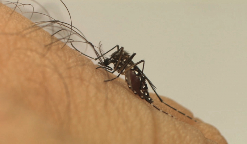 Mosquito transmissor da dengue (Foto: Fiocruz/Divulgação)