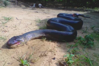Anaconda com mais de cinco metros, encontrada em 2022 no Pará (Foto: Reprodução/Redes Sociais)