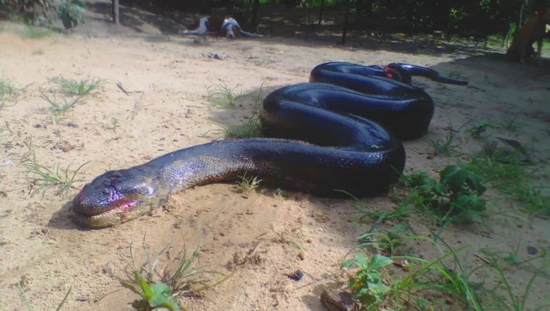 Anaconda com mais de cinco metros, encontrada em 2022 no Pará (Foto: Reprodução/Redes Sociais)