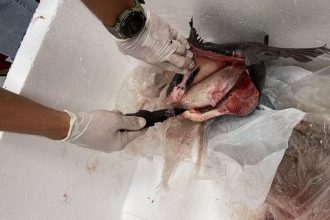 A droga estava dentro de peixes congelados (Foto: Divulgação/PF)