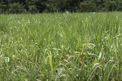 Área de pasto recuperada com plantio de capim: produtor terá linha de crédito para recuperar pastos (Imagem: YouTube/Reprodução)