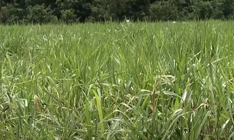 Área de pasto recuperada com plantio de capim: produtor terá linha de crédito para recuperar pastos (Imagem: YouTube/Reprodução)